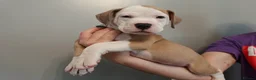 American Bulldog dogs for sale: American Bulldog Puppies - Advert 21