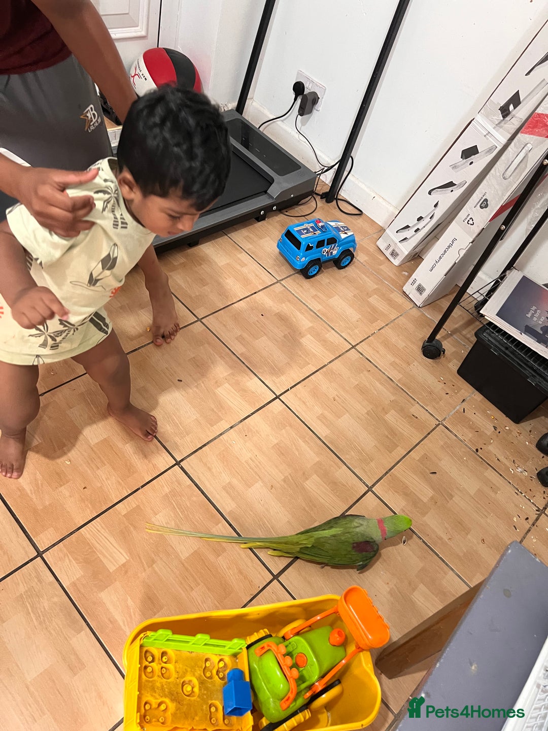 Parrots birds for sale: Alexandrine male - Image 15