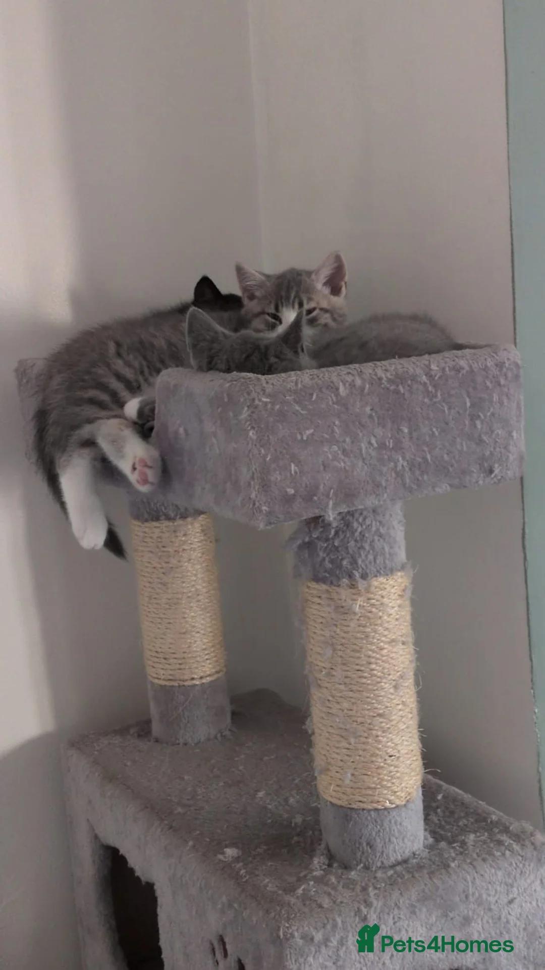 Mixed Breed cats for sale: Mixed short haired  in Ripley - Advert 2