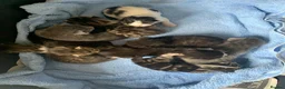 Mixed Breed cats for sale: Home reared Kittens (m/chip, vac & Vet checked) - Advert 7