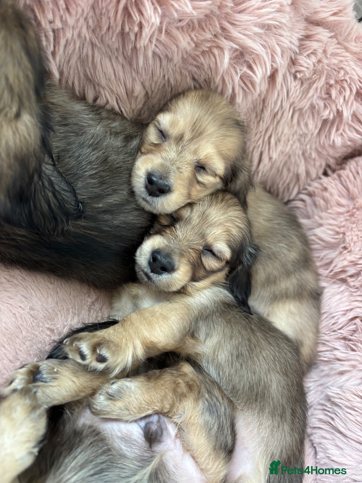 Miniature Dachshund dogs Beautiful Long-Haired Miniature Dachshund Puppies - Advert 3
