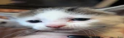 Domestic Shorthair cats for sale: Fluffy Little Mischief Makers Looking for Homes - Advert 8