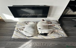 Mixed Breed dogs for sale: English bull cross staff  - Image 2