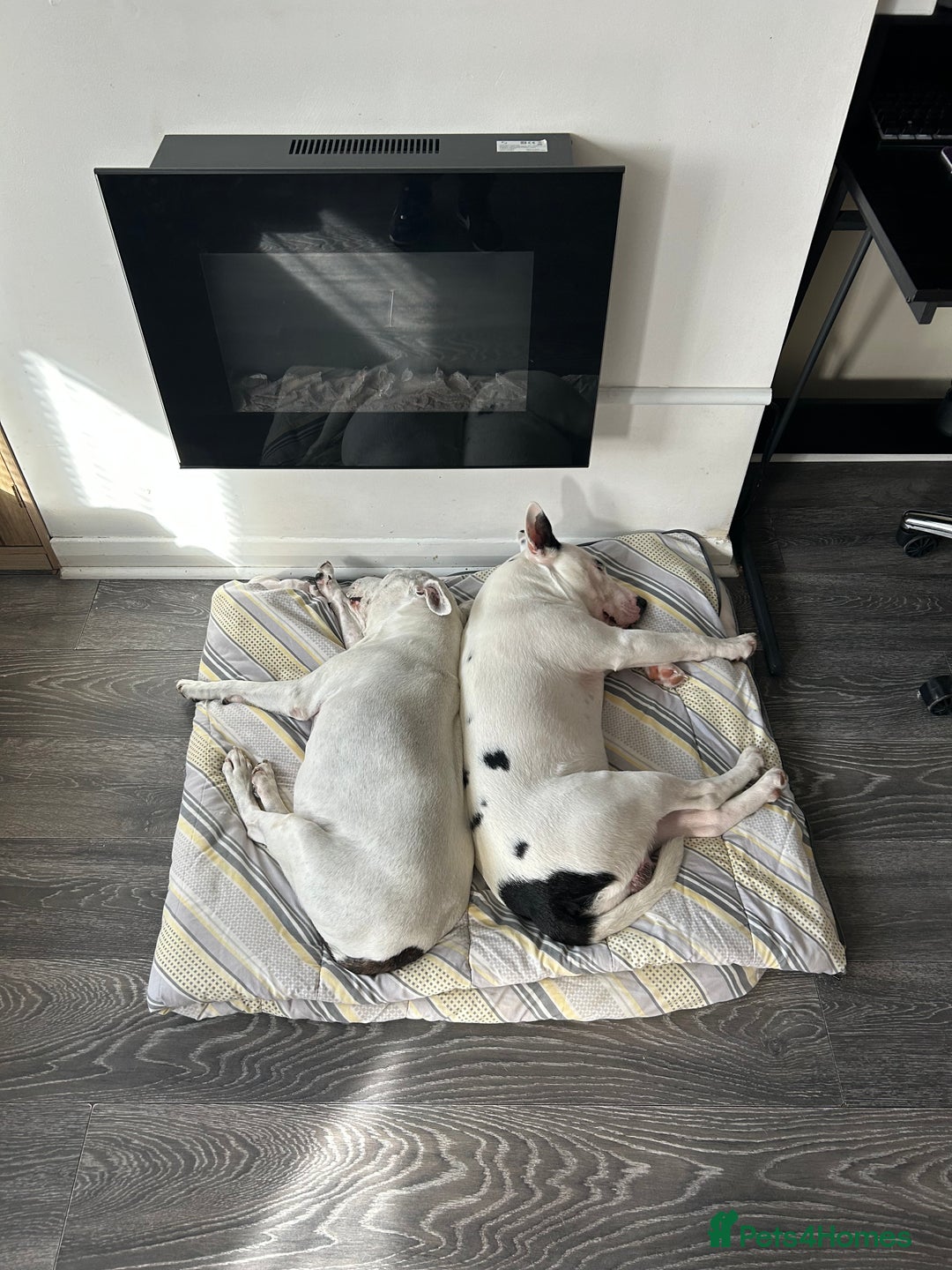 Mixed Breed dogs for sale: English bull cross staff  - Image 2