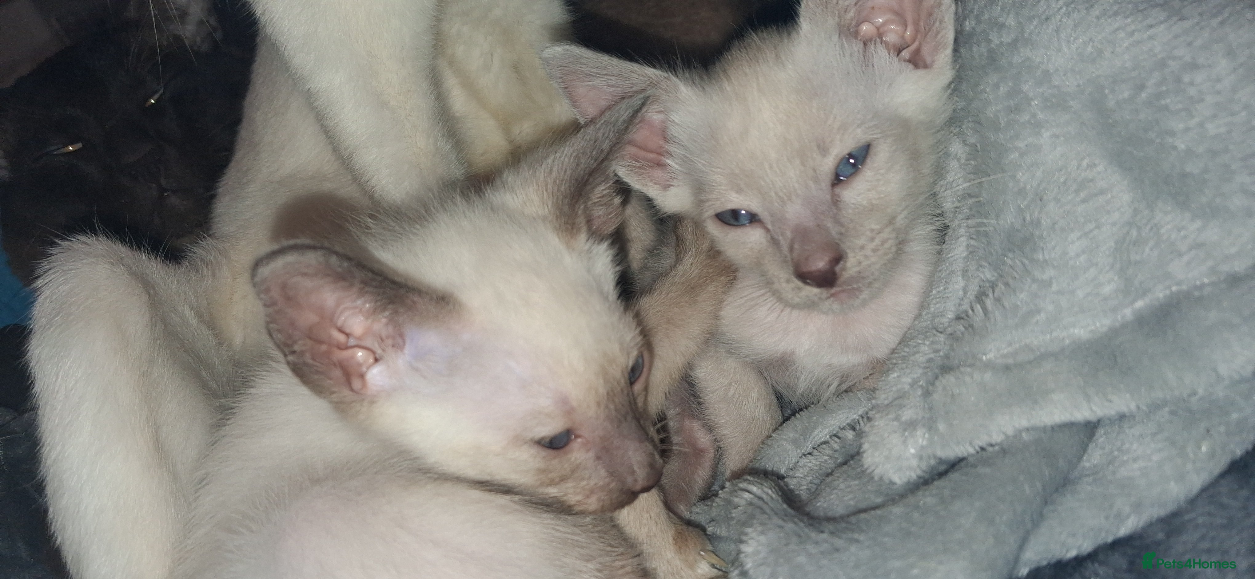 Siamese cats Cheeky Pure Siamese Kittens - 2Left - Advert 14
