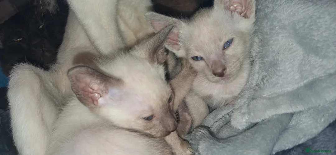 Siamese cats for sale: Cheeky Pure Siamese Kittens - 2Left - Advert 1