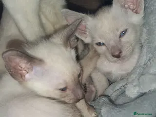 Siamese cats Cheeky Pure Siamese Kittens - 2Left - Advert 1