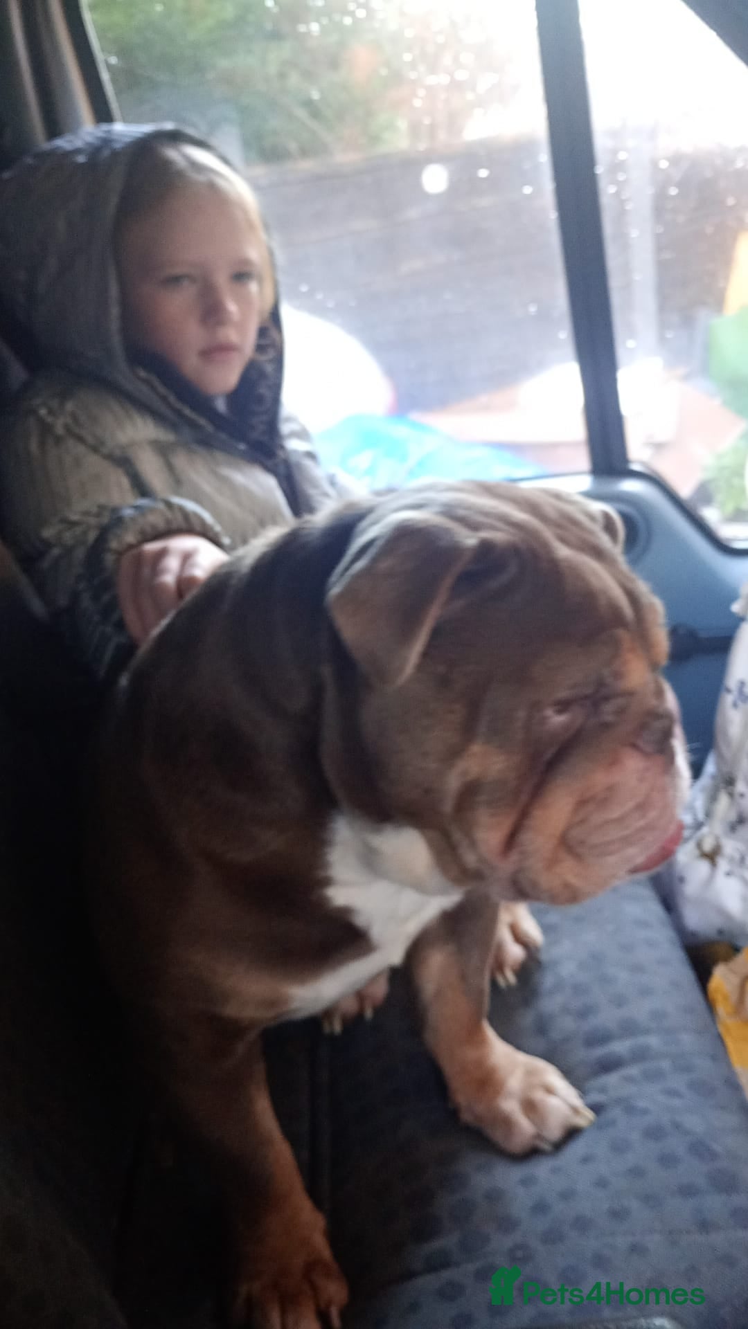 English Bulldog dogs British bulldog male  - Advert 1