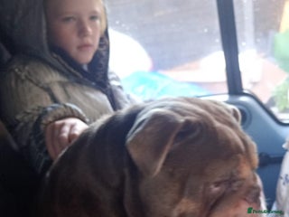 English Bulldog dogs British bulldog male - Advert 1