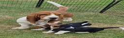 Basset Hound dogs for sale: KC BASSET HOUND PUPPIES  - Advert 10
