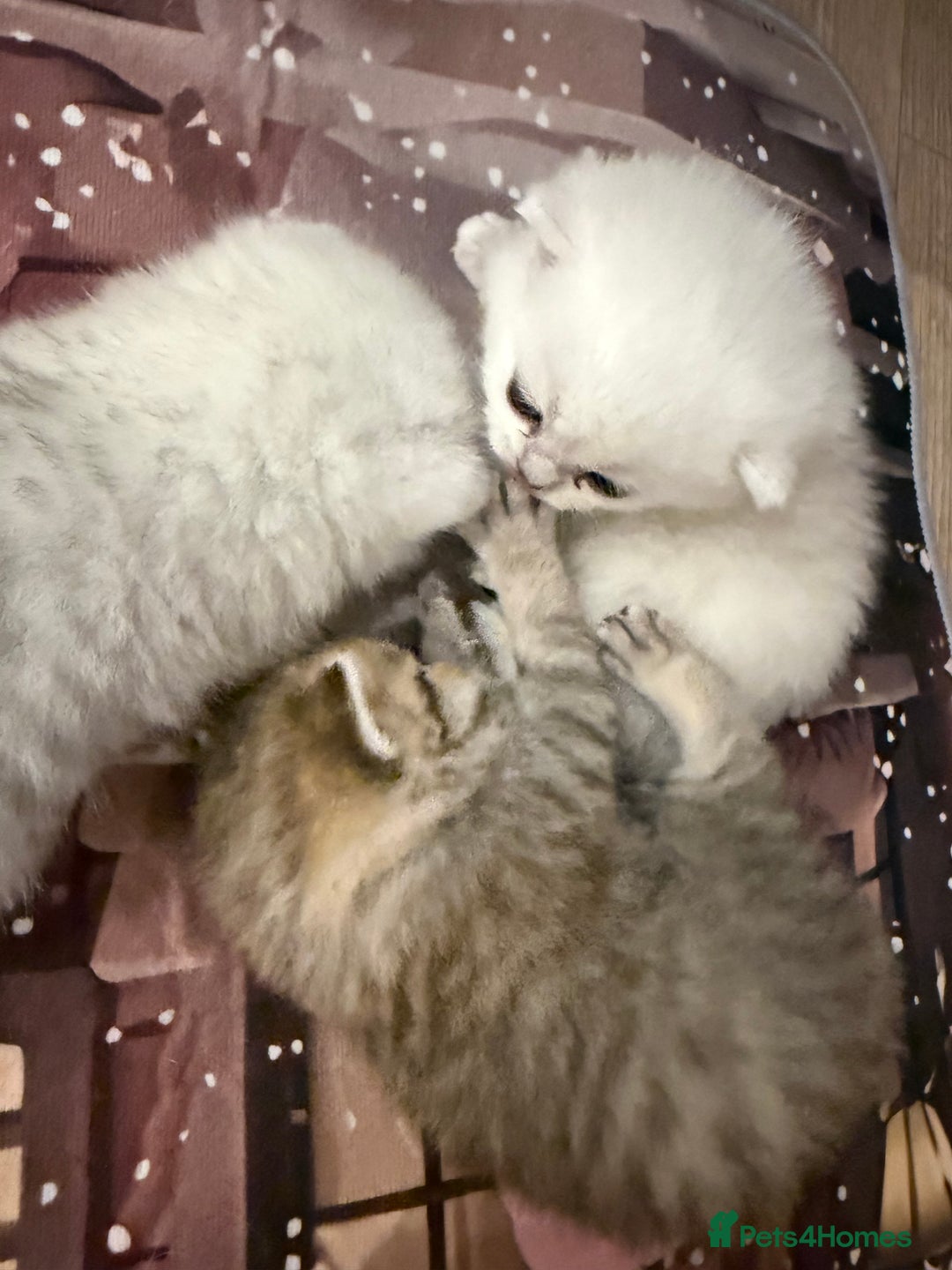 British Shorthair cats for sale: Champion British shorthair kitten  - Advert 9