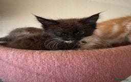 Maine Coon cats for sale: Beautiful GCCF kittens various colours - Image 7
