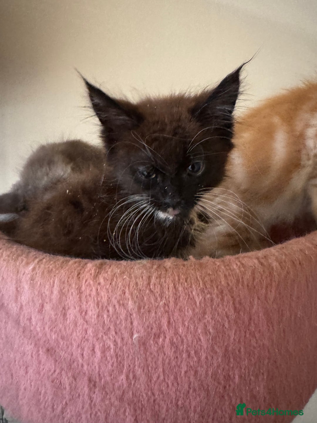 Maine Coon cats for sale: Beautiful GCCF kittens various colours - Image 7