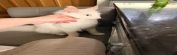 Maine Coon cats for sale: White blue eyes maine coon - Advert 9