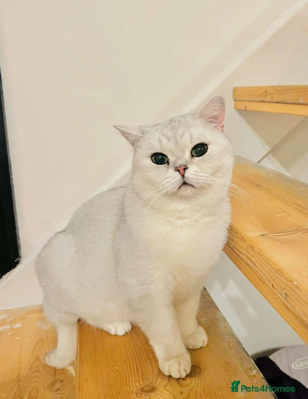 British Shorthair cats for sale: White British Shorthair Cat in Newport - Advert 6