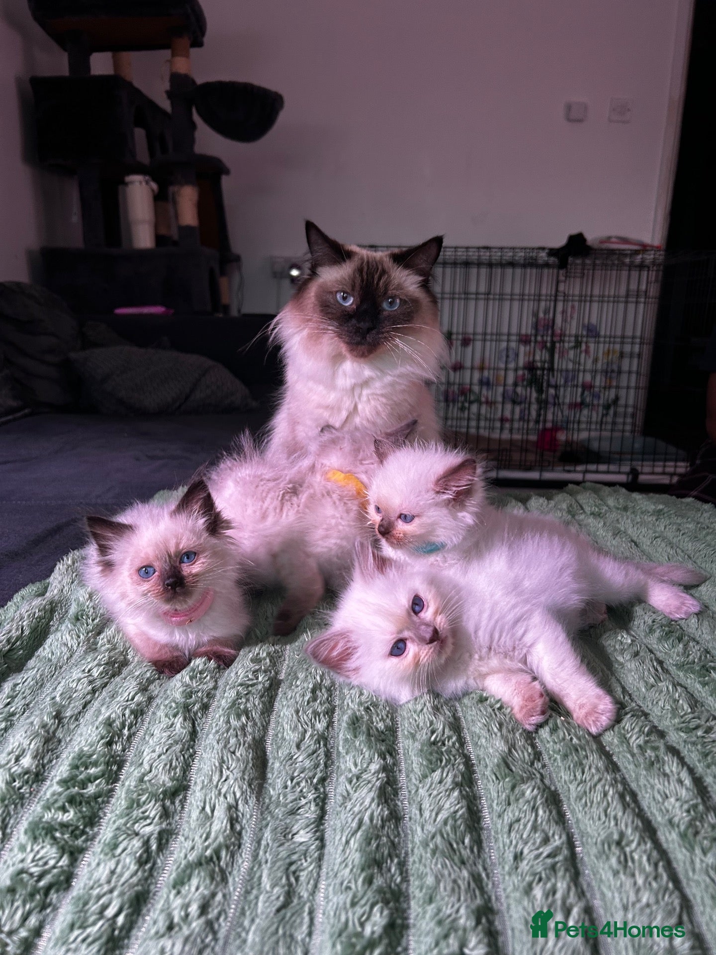 Ragdoll cats Ragdoll Kittens for Sale - Advert 3