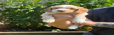 Sproodle 1
