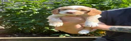 Sproodle dogs for sale: Sproodle f1b  - Advert 2