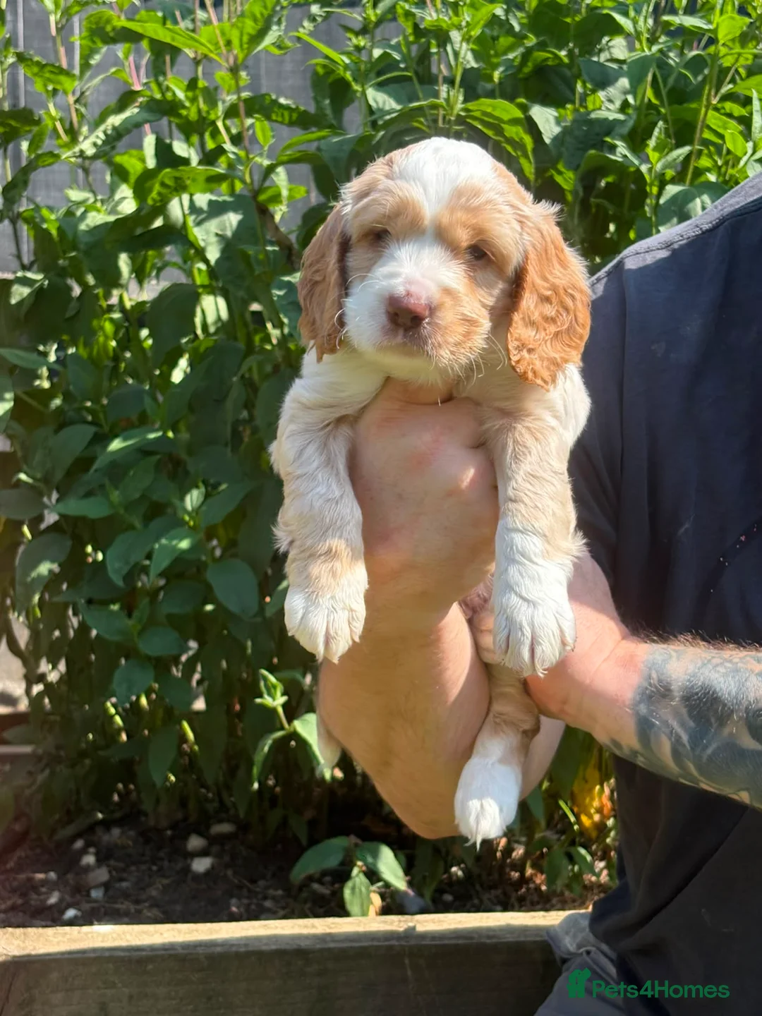 Sproodle dogs for sale: Sproodle f1b  - Advert 2