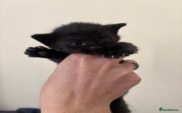 Mixed Breed cats for sale: 2 black kittens  - Image 1