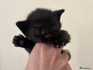 Mixed Breed cats - Advert 5