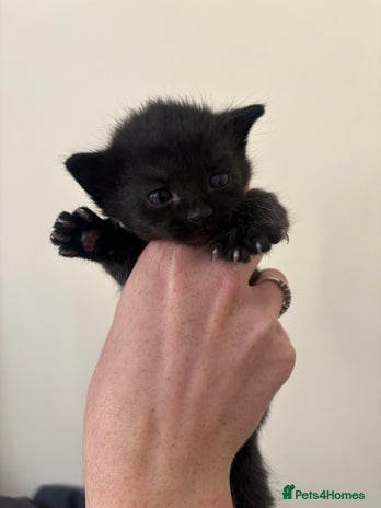 Mixed Breed cats - Advert 3