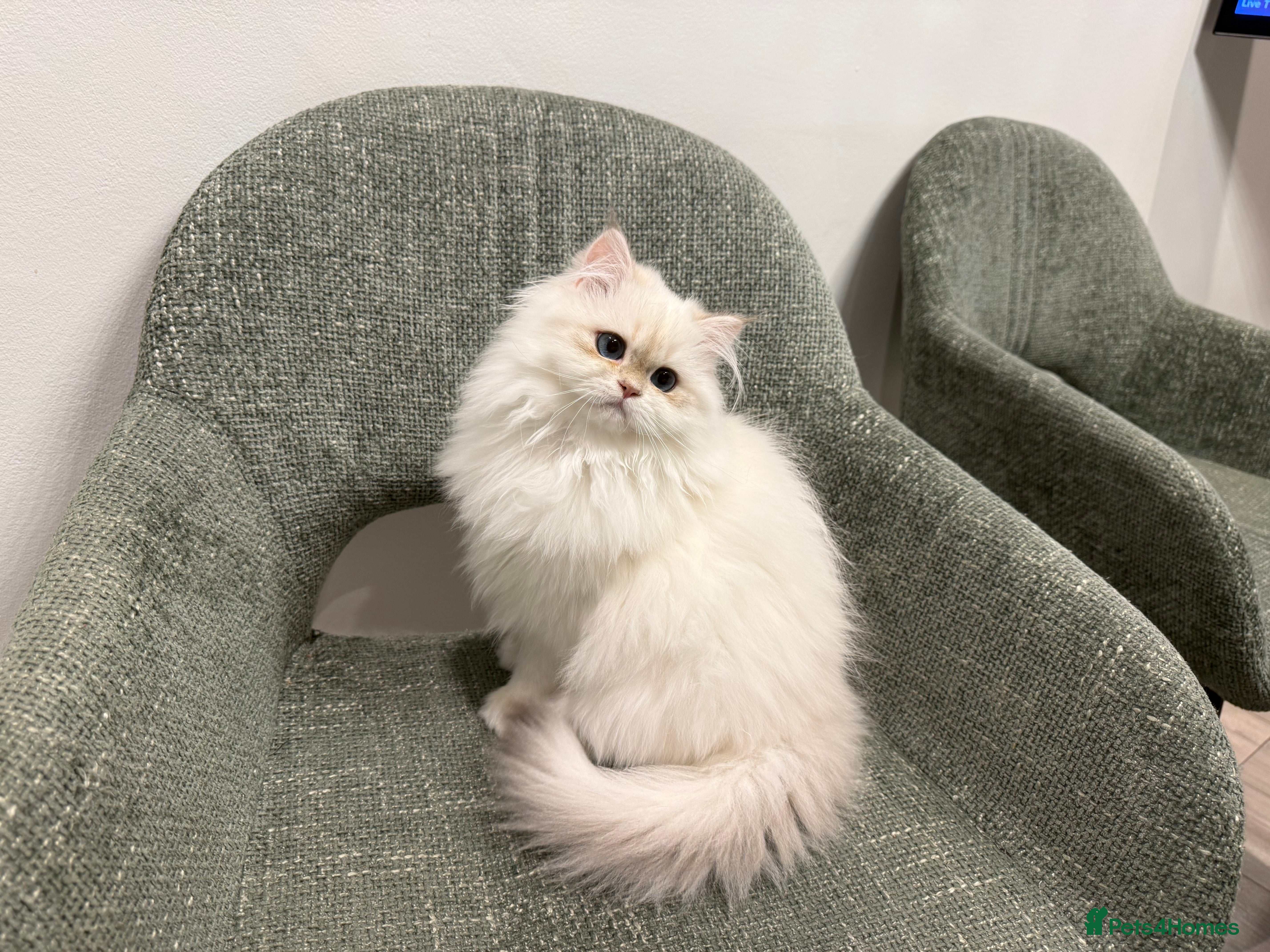 British Longhair cats Colour point British longhair boy - Advert 11