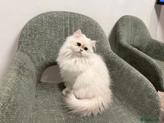 British Longhair cats Colour point British longhair boy - Advert 11