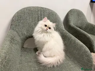 British Longhair cats Colour point British longhair boy - Advert 9