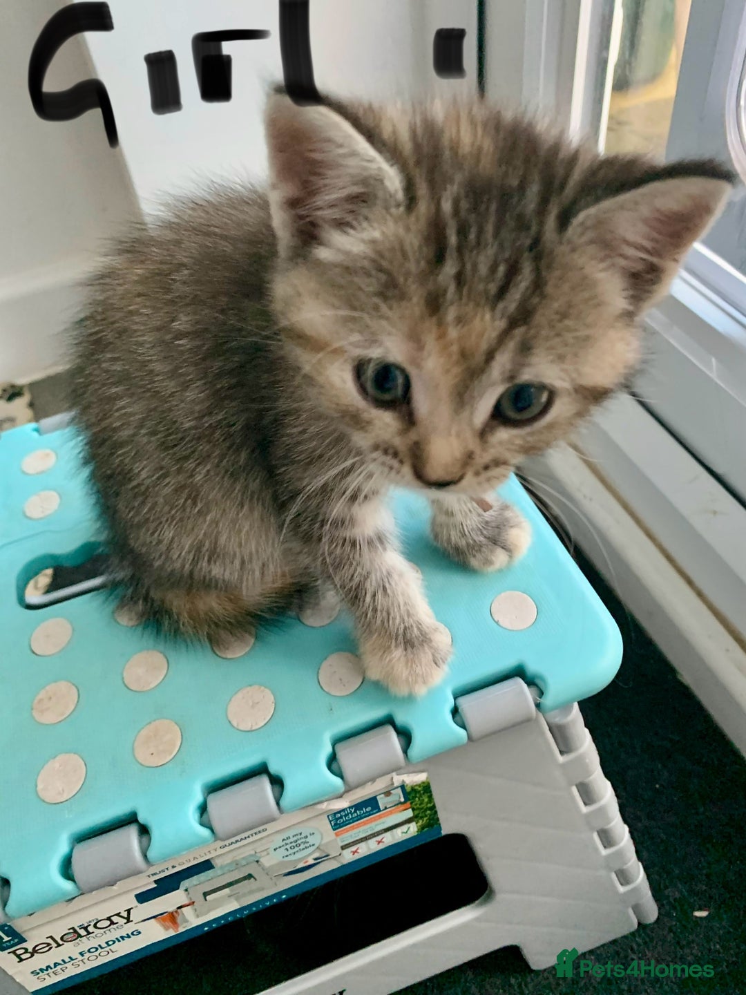 Mixed Breed cats for sale: Himalayan mixed - Image 1