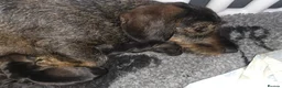 Dachshund dogs for sale: Stunning Dachshund Puppies For Sale - Advert 3