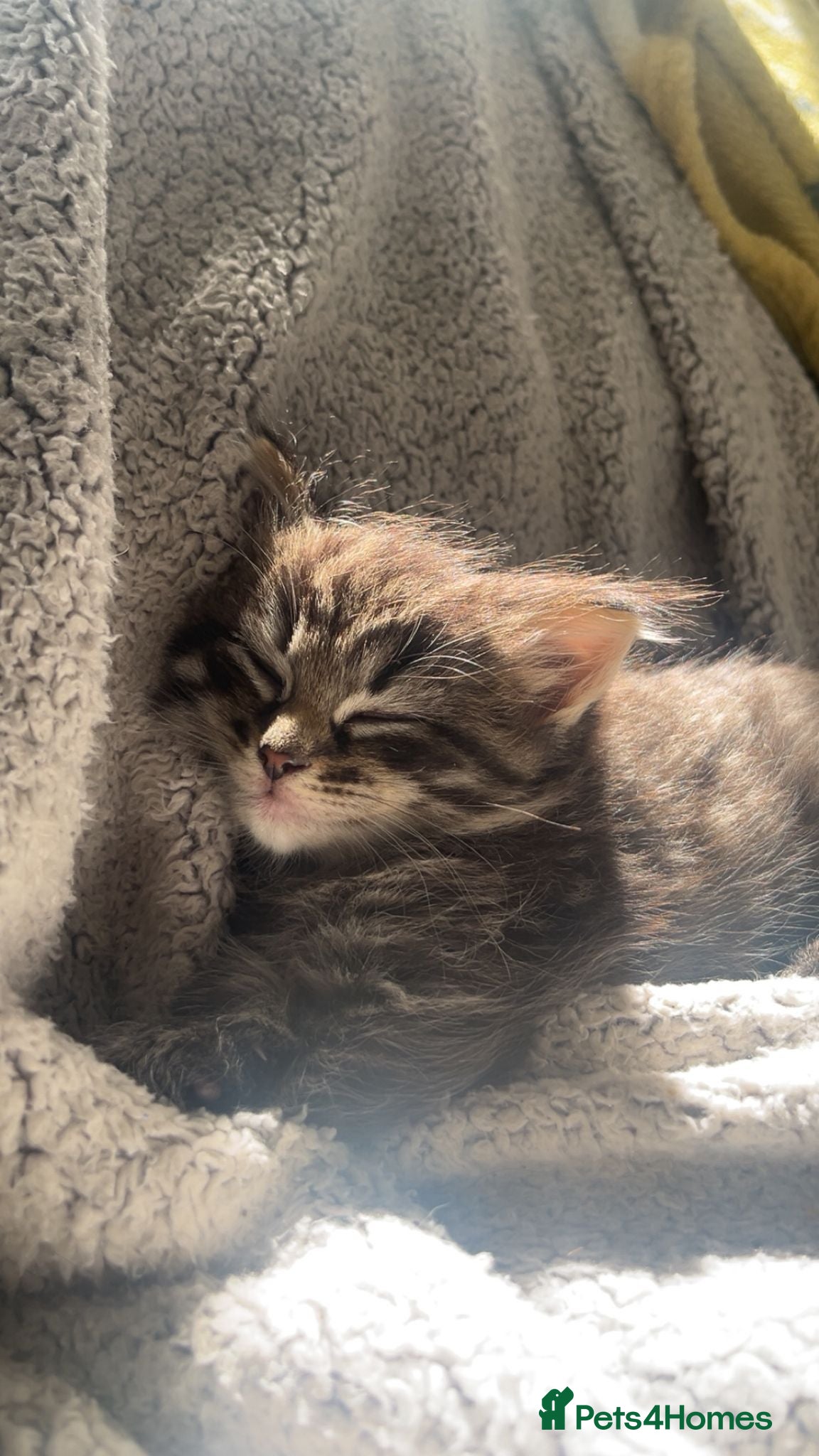Mixed Breed cats for sale: 3 gorgeous kittens for sale - Advert 4