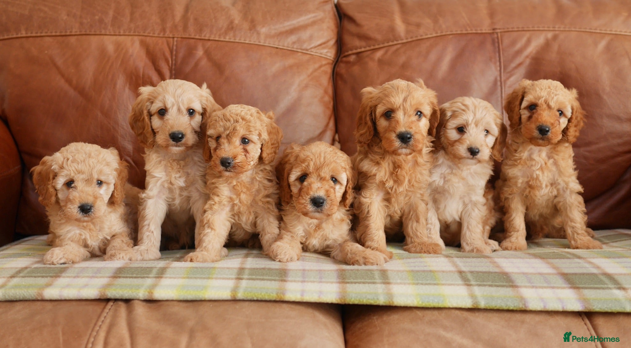 Cavapoo dogs Quality Health Tested F1b Miniature Cavapoos - Advert 1