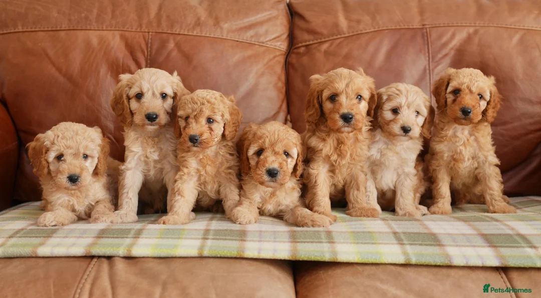 Cavapoo dogs for sale: Quality Health Tested F1b Miniature Cavapoos - Advert 1