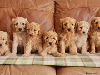 Cavapoo dogs for sale: Quality Health Tested F1b Miniature Cavapoos - Advert 1