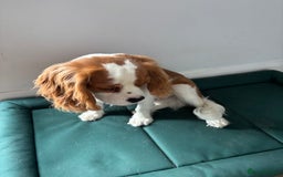 Cavalier King Charles Spaniel dogs for sale: King Charles cavalier - Male - Image 8