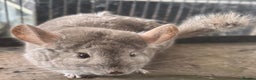Chinchilla rodents for sale: Trio of Chinchillas - Advert 4