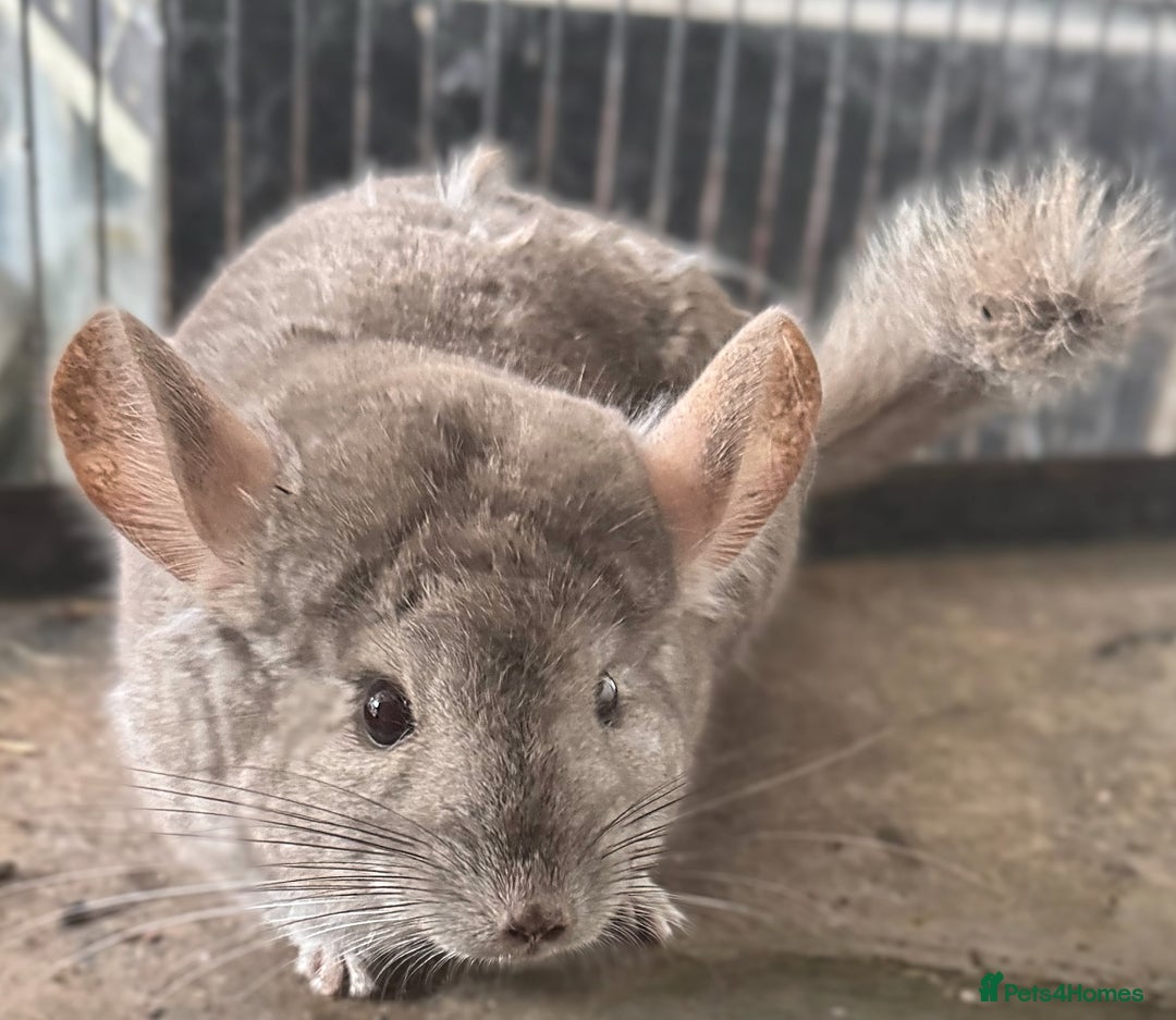 Chinchilla rodents for sale: Trio of Chinchillas - Advert 4