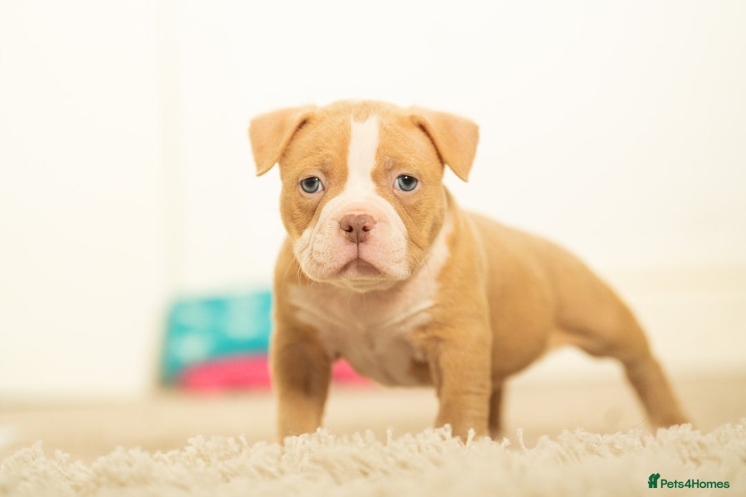 American Bully dogs for sale: Extraordinary Pocket Bully pups - Advert 15