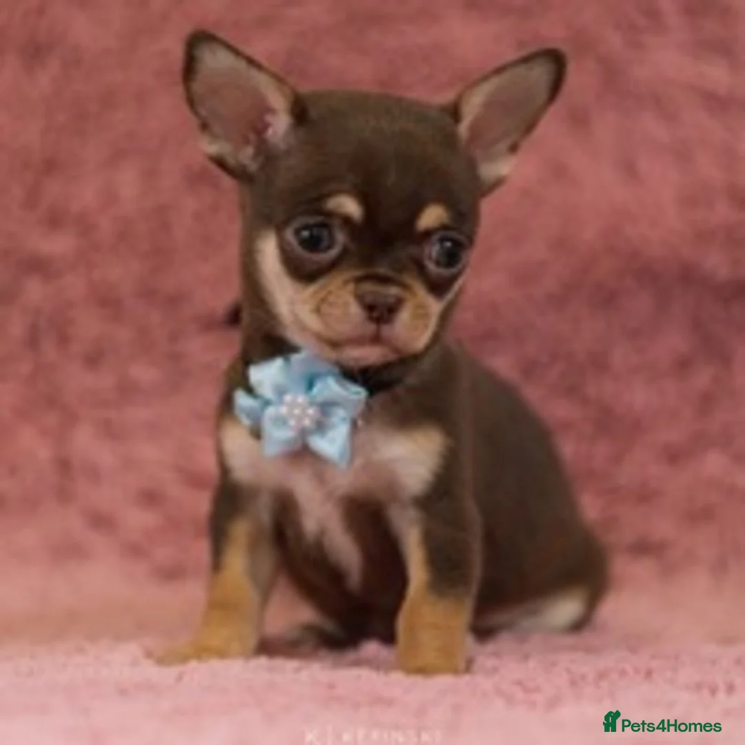 Chihuahua dogs for stud: Extra tiny chocolate and tan stud dog DNA tested in Rotherham - Advert 10