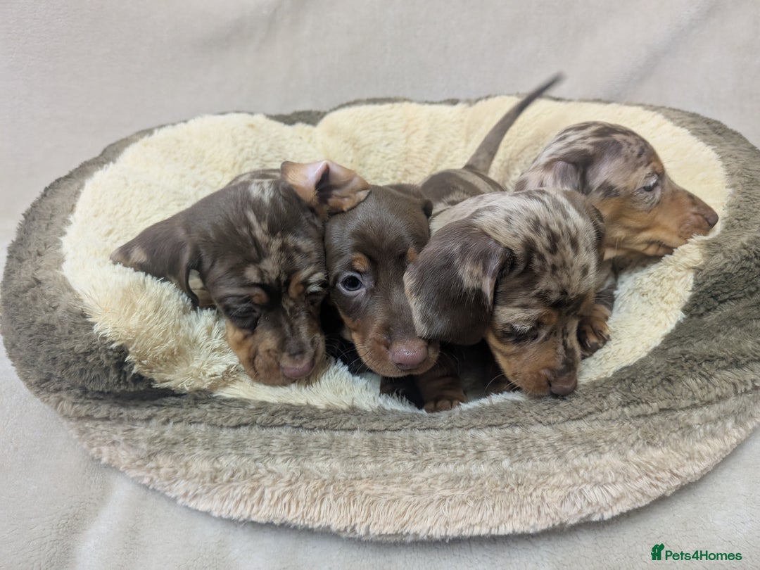 Dachshund dogs for sale: beautiful miniature dachshund puppies - Image 3