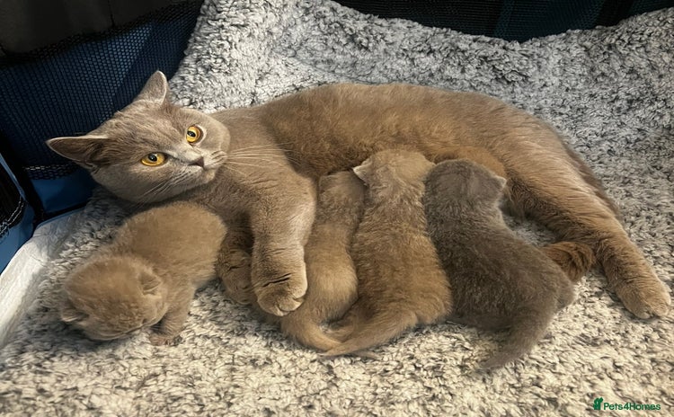 British Shorthair cats 4 beautiful lilac and blue kittens. - Advert 1