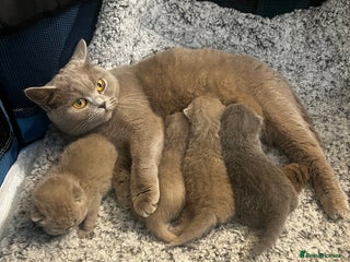 British Shorthair cats 4 beautiful lilac and blue kittens. - Advert 1
