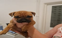 Staffordshire Bull Terrier dogs for sale: RED STAFF puppie girl - Image 2