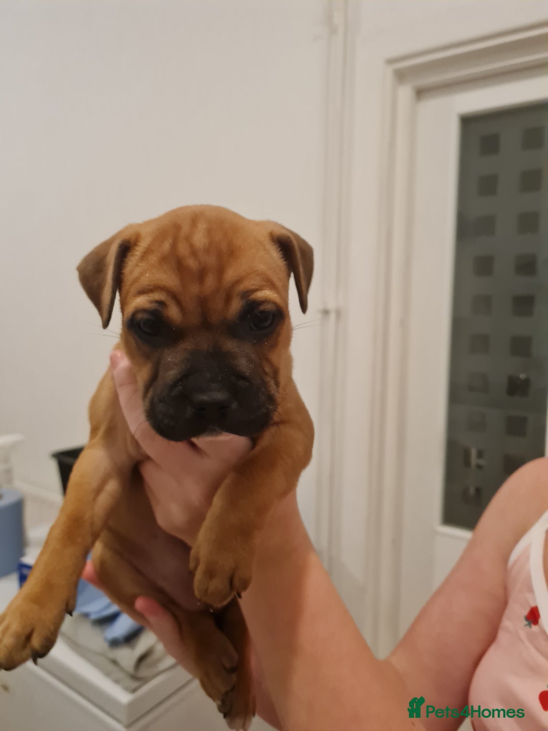 Staffordshire Bull Terrier dogs for sale: RED STAFF puppie girl - Image 2
