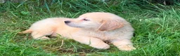 Golden Retriever dogs for sale: GOLDEN RETREIVER PUPPIES - Advert 16