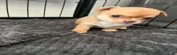 Chihuahua dogs for sale: Chihuahua puppies 2 boys kc registered  - Advert 18