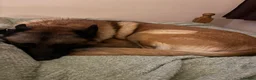 Belgian Shepherd Dog dogs for sale: Belgian shepherd looking for new home  - Advert 2