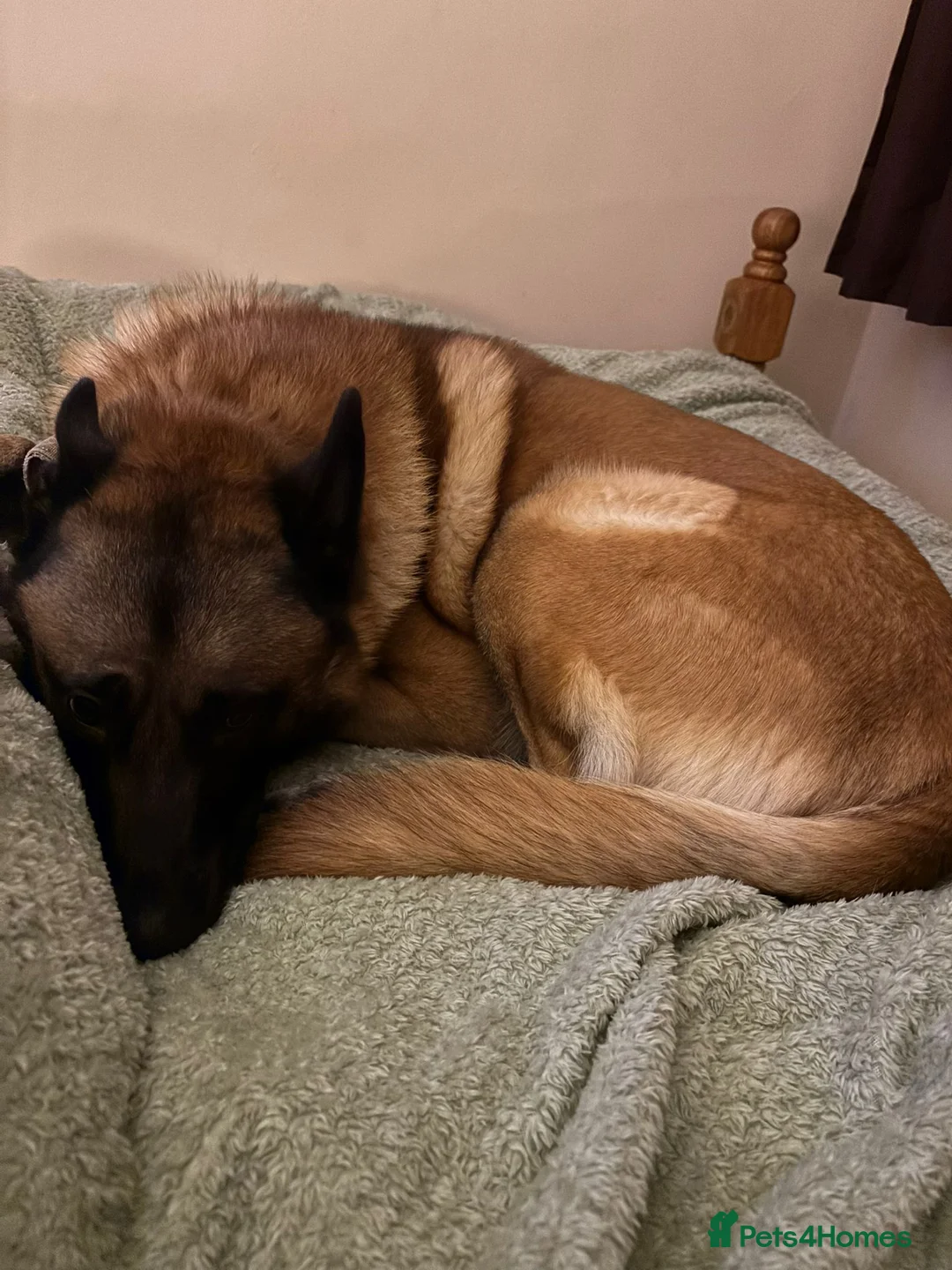 Belgian Shepherd Dog dogs for sale: Belgian shepherd looking for new home  - Advert 2