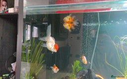 Fancy Goldfish fish for sale: Fancy goldfish looking for new home  - Image 4